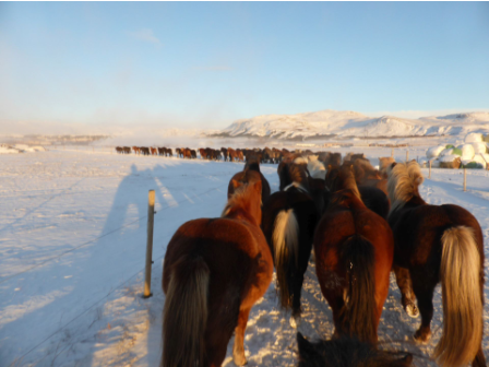 Iceland -Ride, Hot Springs and Whales!